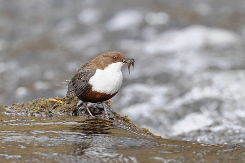 White-throated White-throated Dipper (Cinclus cinclus) standing with prey on a stone in the middle