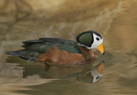 African Pygmy Goose (Nettapus auritus), California, USA