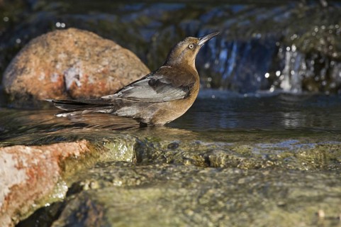 Great-tailed Grackle (Quiscalus mexicanus) female, Arizona, USA