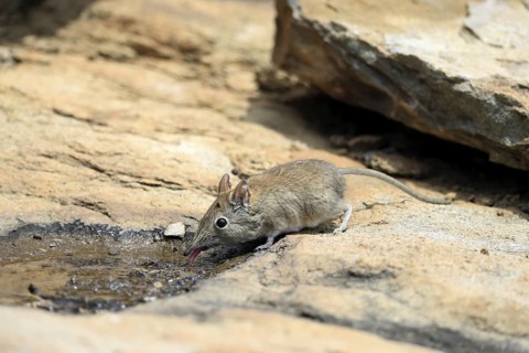 Short-eared elephant shrew (Macroscelides probosideus), adult, at the water, drinking, Mountain