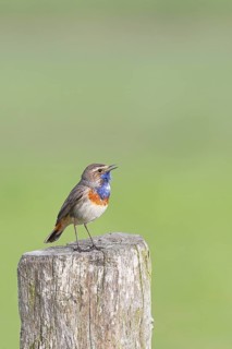 Bluethroat (Luscinia svecica cyanecula), male, singing on a pasture fence post, wildlife, Lembruch,
