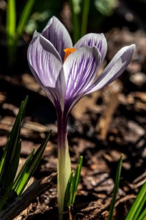 Spring crocus (Crocus vernus), Baden-Württemberg, Germany