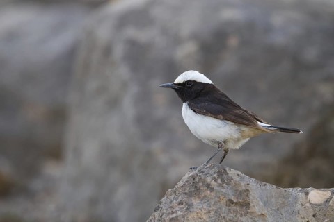 Arabian Wheatear (Oenanthe lugentoides), Oman