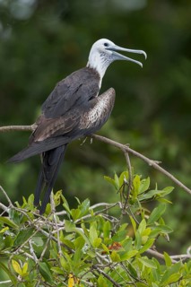 Magnificent Frigatebird (Fregata magnificens) perched on a branch in Costa Rica