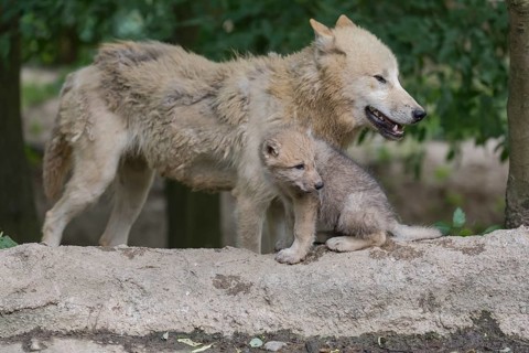 One four weeks old Arctic wolf cub and one adult wolf (Canis lupus arctos) standing on a dry dam of