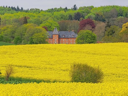 A yellow rapeseed field in front of a manor house surrounded by green forest and trees, Holstenhus,