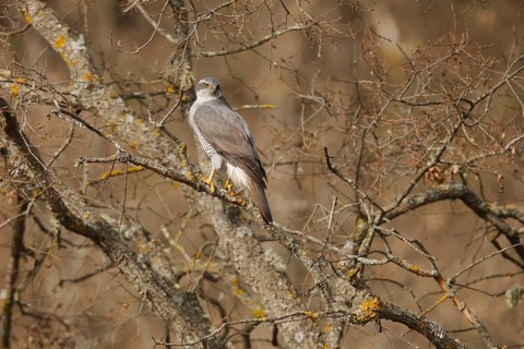 A female Northern Goshawk perches elegantly on a tree branch, showcasing its distinctive striped