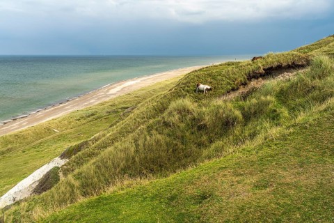 Horses in the Svinklovene dunes at Jammer Bay, Fjerritslev, Denmark