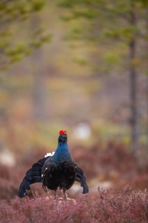 Black grouse (Lyrurus tetrix), black grouse courtship in Sweden, Fågelsjö, Gävleborgs län, Sweden