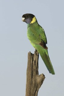 Australian Ringneck (Barnardius zonarius), South Australia, Australia
