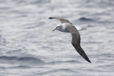 Shy Albatross (Thalassarche cauta) flying, Victoria, Australia