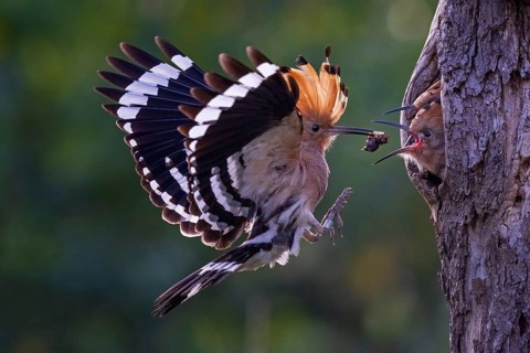 Eurasian Hoopoe (Upupa epops) feeding chicks in breeding cavity, Saxony-Anhalt, Germany