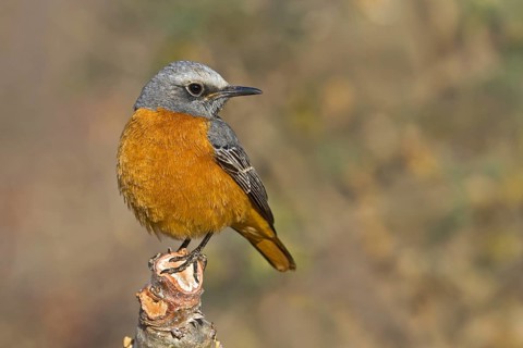 Short-toed Rock Thrush (Monticola brevipes) male, Etosha, Namibia