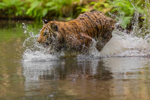 One young female Siberian Tiger, Panthera tigris altaica, running thru the cool fresh water of a