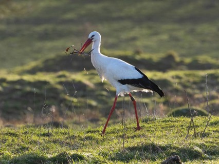 Weißstorch (Ciconia ciconia), Nistplatz, Hessen, Deutschland