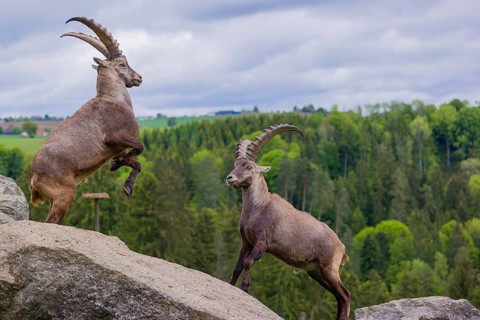 Two young male ibex (Capra ibex) playfight on rocks