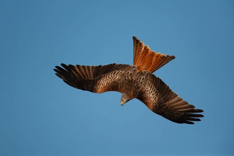 Red kite (Milvus milvus) adult bird of prey raptor diving in flight, Wales, United Kingdom