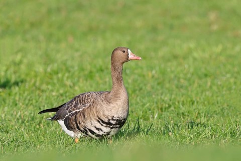 White-fronted goose (Anser albifrons), standing in a meadow in the wintering area, wildlife,