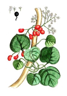 Menispermum cocculus, Indian false myrtle, called cocculus shrub and cocculus plant, digital