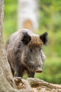 Wild boar (Sus scrofa) standing in a forest, Bavaria, Germany
