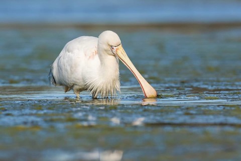 Yellow-billed Spoonbill (Platalea flavipes) foraging, Victoria, Australia