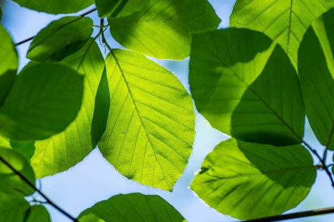 European beech (Fagus sylvatica) leafes against the blue sky in early summer near Regensburg, Upper