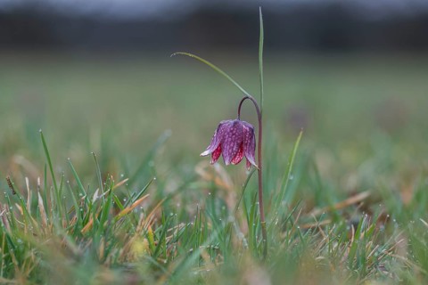 Snake's Head Fritillary (Fritillaria meleagris), Styria, Austria