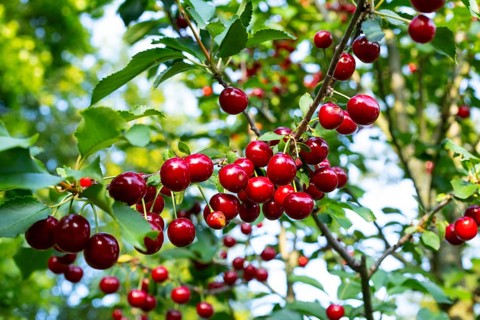 Sour cherries (Prunus cerasus) ripen on the cherry tree and glow red