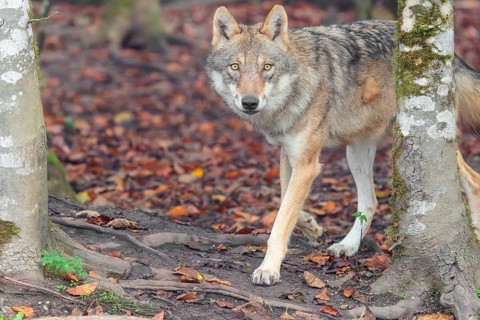 An adult female grey wolf (Canis lupus lupus) stands in the forest on an overcast day