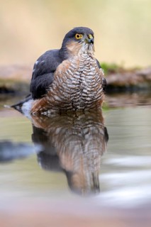 Eurasian Sparrowhawk (Accipiter nisus) male bathing, Madrid, Spain
