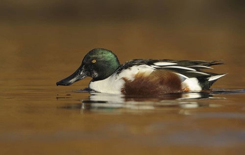 Northern Shoveler (Spatula clypeata) male, British Columbia, Canada