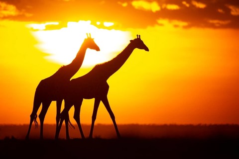 Masai giraffe (Giraffa c. tippelskirchi) Masai Mara Kenya#