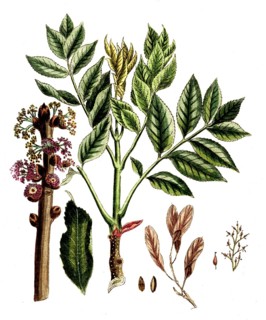 Fraxinius excelsior, European ash, common ash or tall ash, digital reproduction of a historical