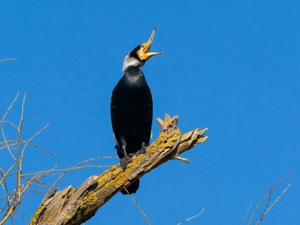 Common Cormorant (Phalacrocorax carbo), adult in breeding plumage, with its beak wide open, to