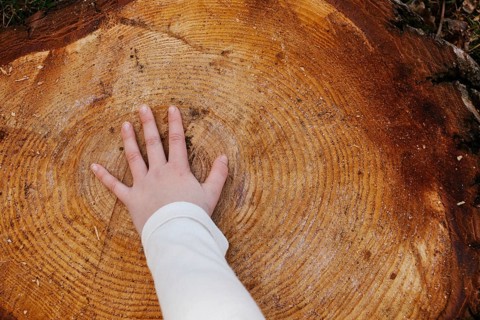 A young girl gently places her hand on a large tree trunk, highlighting the contrast between nature