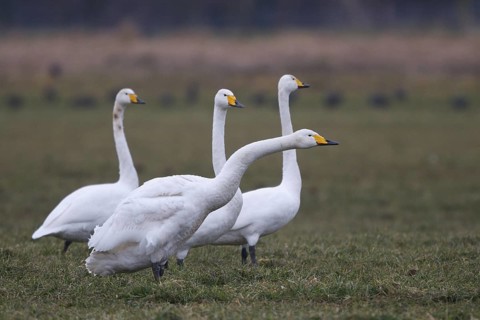 Whooper Swan (Cygnus cygnus), North Rhine-Westphalia, Germany