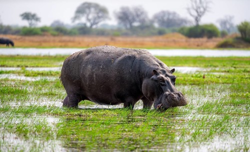 Hippopotamus (Hippopatamus amphibius), grazing in the shallow water of a lake, Okavango Delta,