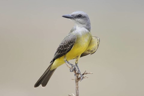 White-throated Kingbird (Tyrannus albogularis), Pantanal, Brazil
