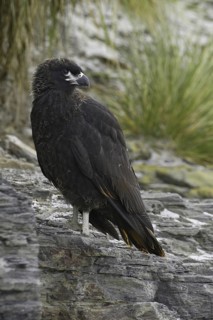 Striated Caracara (Phalcoboenus australis), Falkland Islands