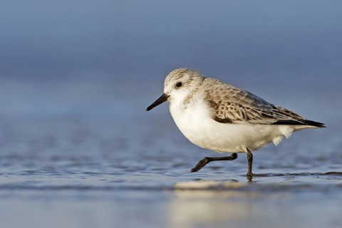 Sanderling (Calidris alba), Donna Nook Nature Reserve Norfolk, United Kingdom