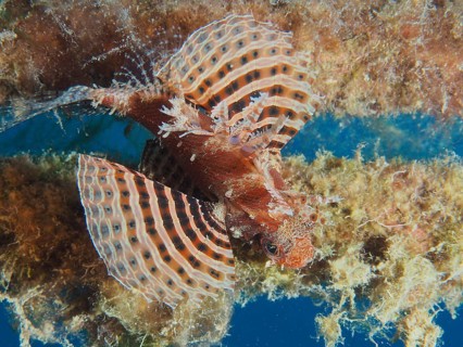 Red Sea Dwarf Lionfish (Dendrochirus hemprichi)