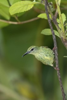 Red-legged Honeycreeper (Cyanerpes cyaneus) female, Costa Rica