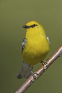 Blue-winged Warbler (Vermivora cyanoptera), Ontario, Canada