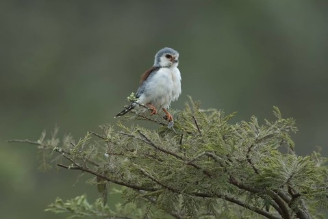 Pygmy Falcon (Polihierax semitorquatus) female, Ethiopia
