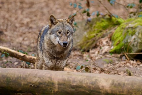Wolf looking over a tree trunk in the forest, attentively into the distance, Wolf (Canis Lupus),