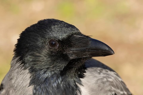 Hooded crow (Corvus cornix) adult bird head portrait, Rome, Italy