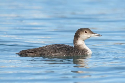 Great Northern Loon (Gavia immer), Alaska, USA