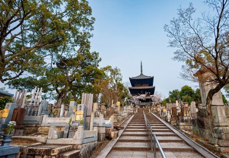 Cemetery and cherry blossom at sunset, stairway to three-story pagoda, Konkai-Komyoji Temple,