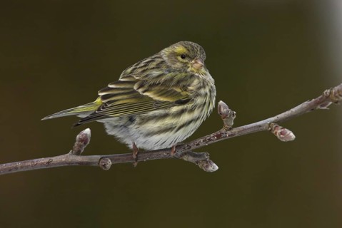 European Serin (Serinus serinus) female, Rhineland-Palatinate, Germany