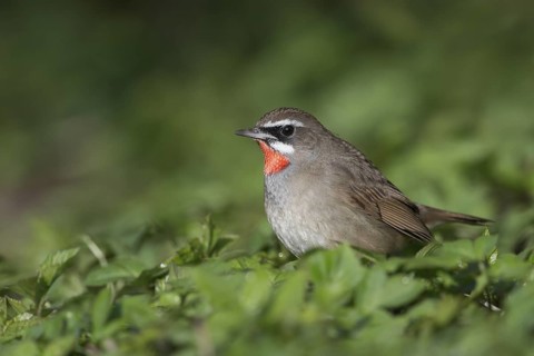 Siberian Rubythroat (Calliope calliope) male, Netherlands